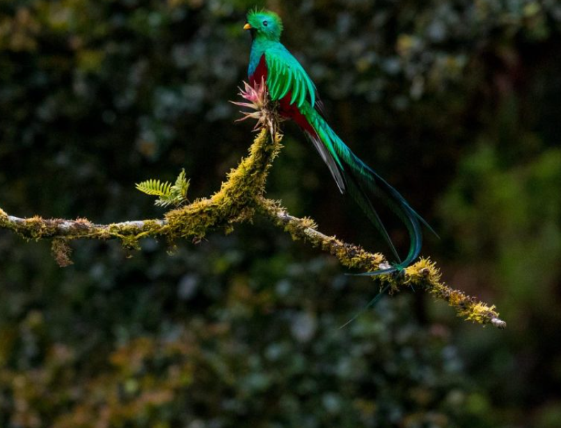 Sendero Los Quetzales, Near Boquete, Panama
